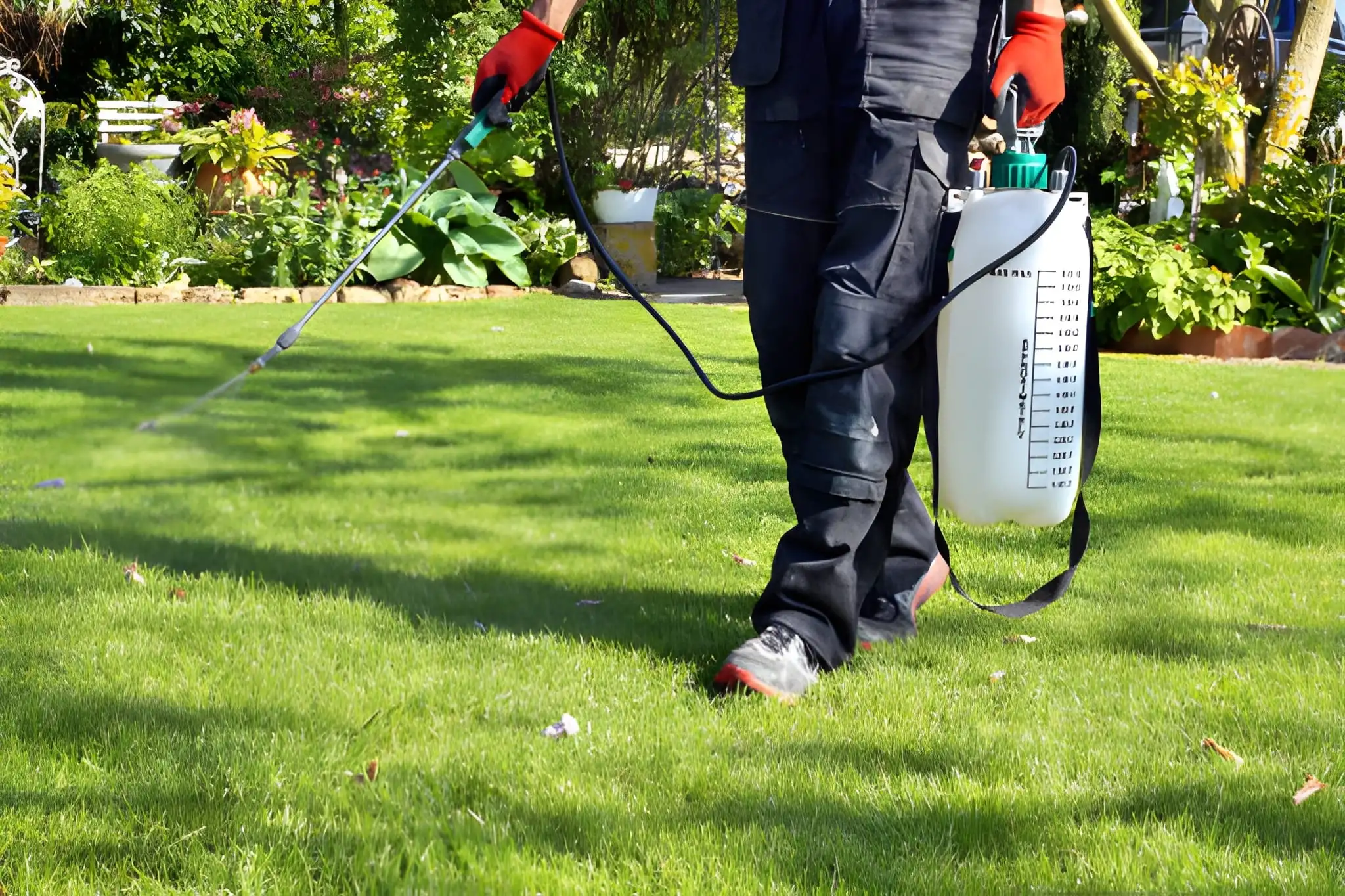 Lawn fertiliser application on a Sydney residential lawn